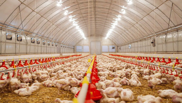 Poultry Farm